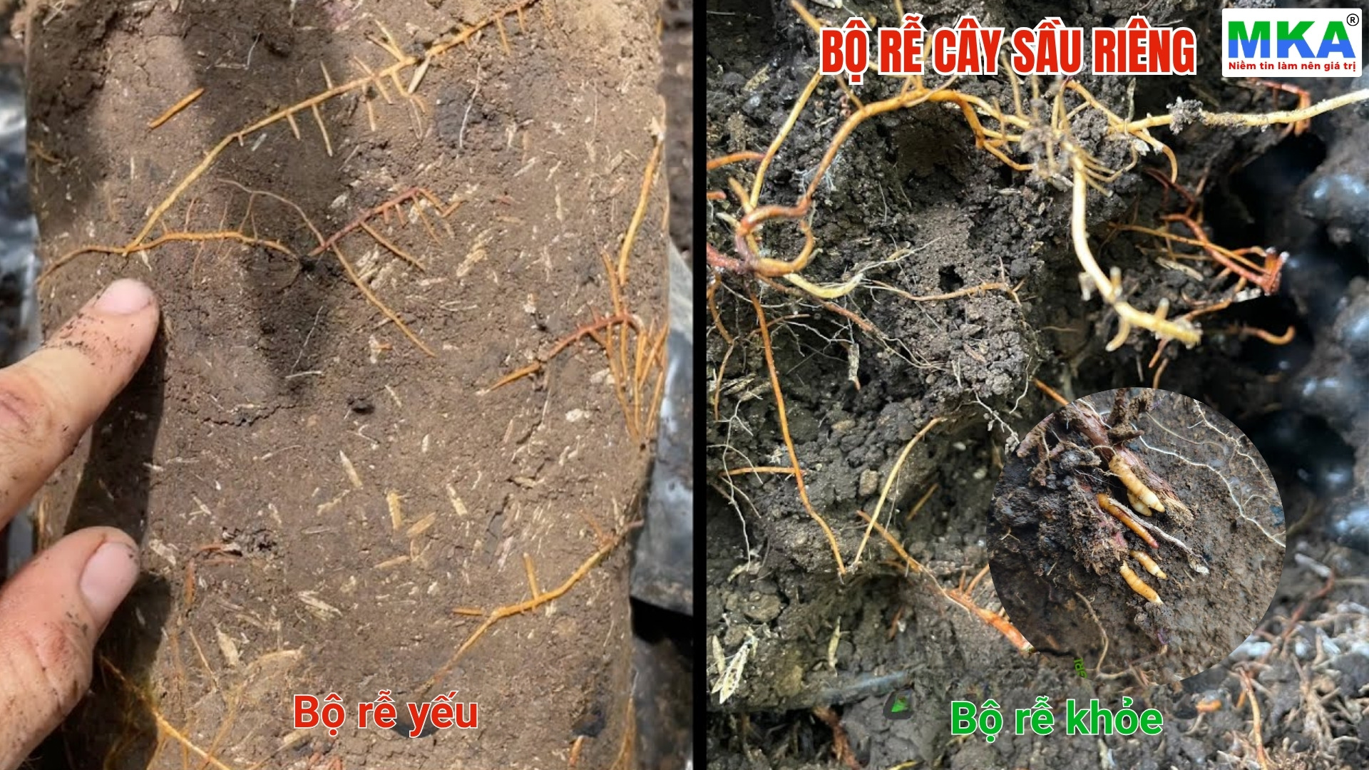 Dấu hiệu nhận biết cây sầu riêng có bộ rễ khỏe